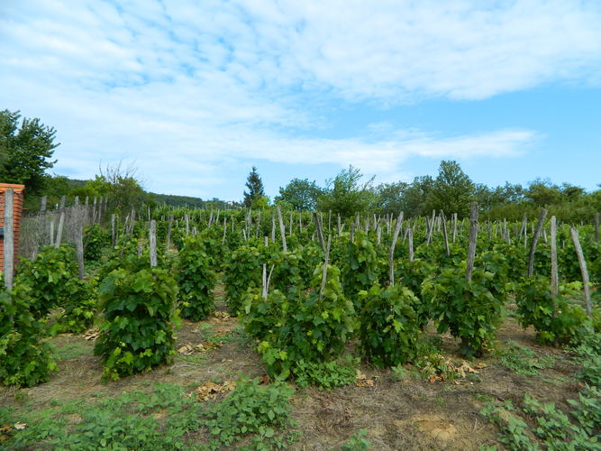 A plot of field near to Balaton